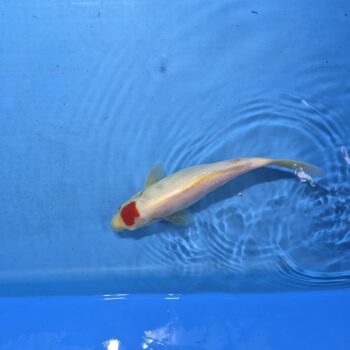 Tancho Kohaku 11 inch