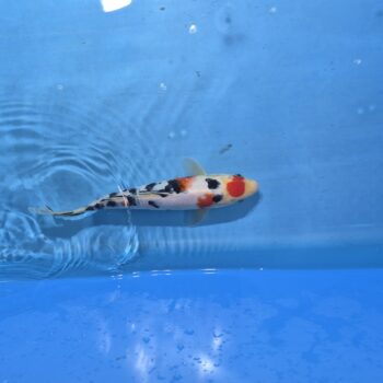 Tancho Sanke 11 inch