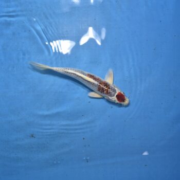 Tancho Goromo 11 inch
