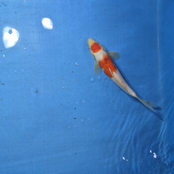 Tancho Sanke 11 inch