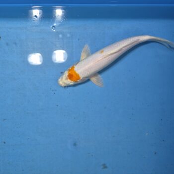 Tancho Hariwake 11 inch