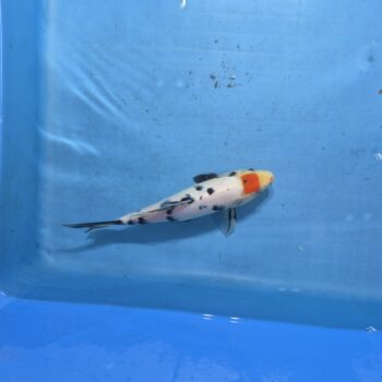 Tancho Sanke 10 inch