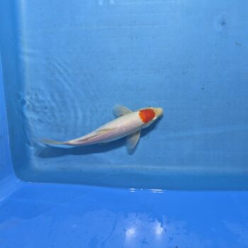 Tancho Kohaku 10 inch