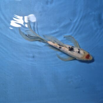 Butterfly Tancho Sanke 11 inch